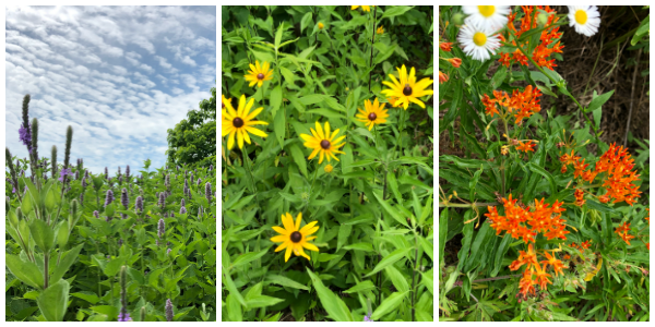 Native Plant Garden 1 Native Plant Garden 1
